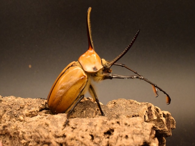 成虫ペア】ゴロファポルテリ（ノコギリタテヅノカブト）【新成虫LL