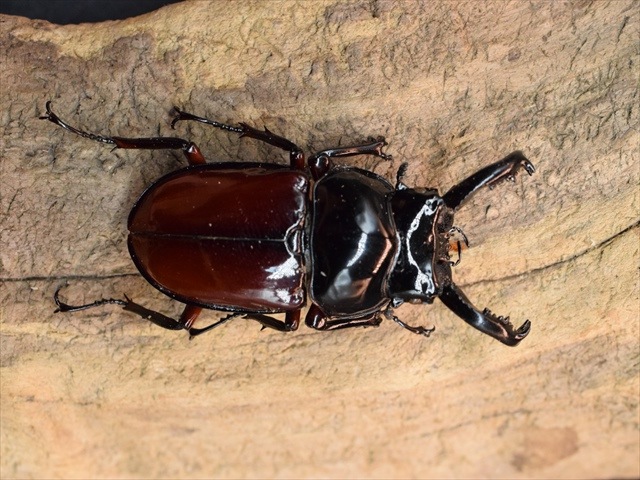 【標本用】オーベルチュールクロツヤシカクワガタ53ｍｍ