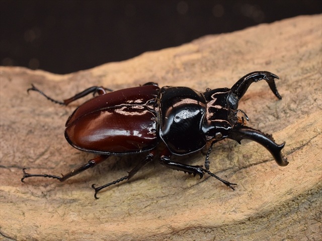 【標本用】オーベルチュールクロツヤシカクワガタ53ｍｍ