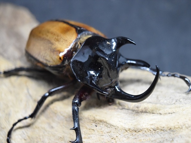 【3令ペア】ゴホンヅノカブト