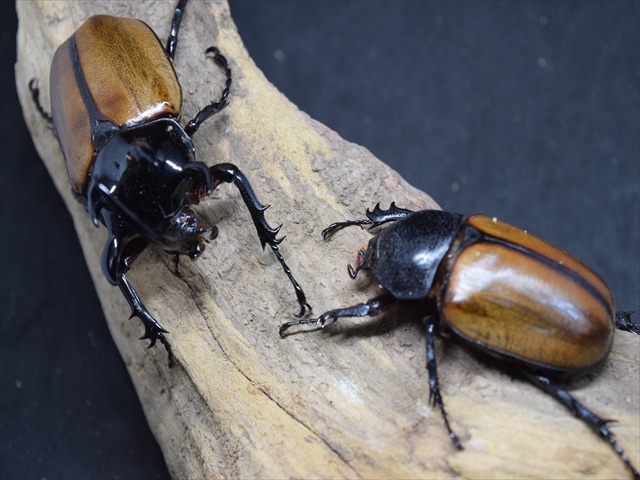 【3令ペア】ゴホンヅノカブト