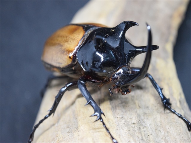 【3令ペア】ゴホンヅノカブト