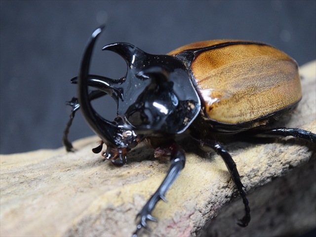 【3令ペア】ゴホンヅノカブト