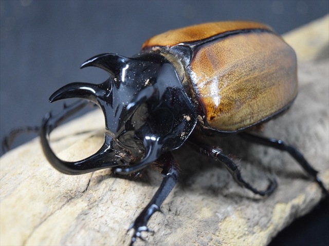 【3令ペア】ゴホンヅノカブト