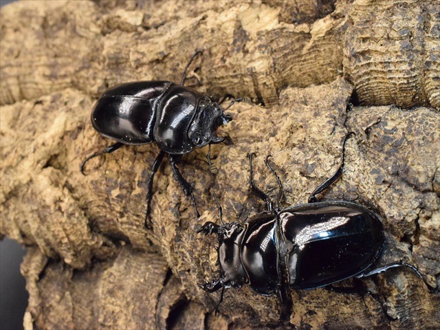 タランドゥス新成虫ペア　♂55mm ♀47mm タランドゥスオオツヤクワガタ ♂７４ｍｍ／♀５２ｍｍ成虫ペア - 昆虫