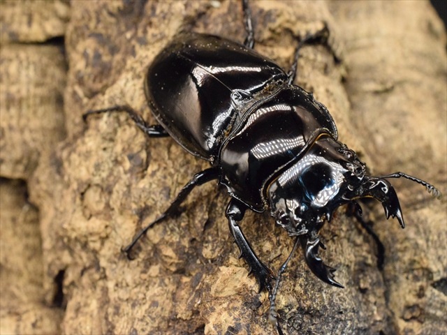 タランドゥス（タランドス）オオツヤクワガタ55mm成虫ペア | 外国産