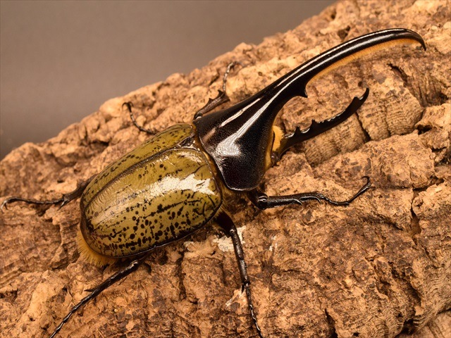 美形】ヘラクレス・ヘラクレス130mmペア | 外国産カブトムシ 成虫 | 極