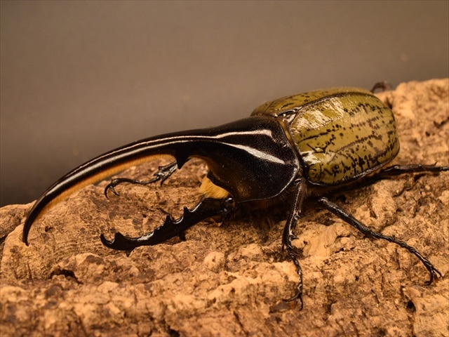 美形】ヘラクレス・ヘラクレス130mmペア | 外国産カブトムシ