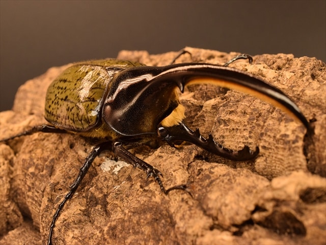 美形】ヘラクレス・ヘラクレス130mmペア | 外国産カブトムシ 成虫 | 極