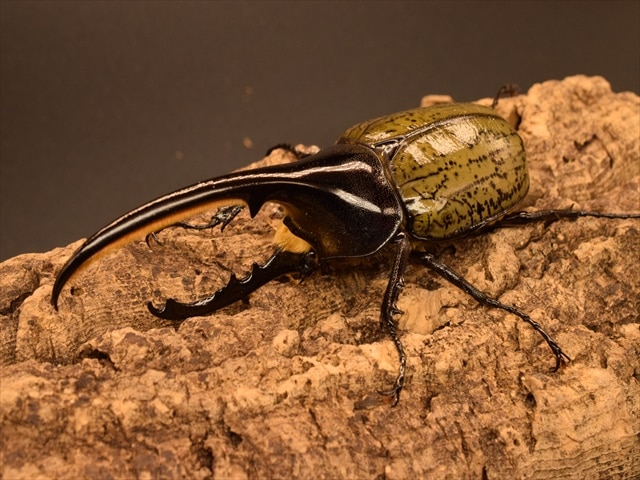 美形】ヘラクレス・ヘラクレス130mmペア | 外国産カブトムシ 成虫 | 極