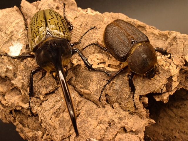 やす YASU】 ヘラクレスヘラクレス ♂130mm