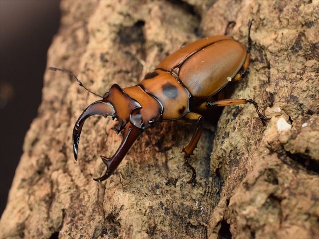 【新成虫】グラディアトールメンガタクワガタ50mmペア