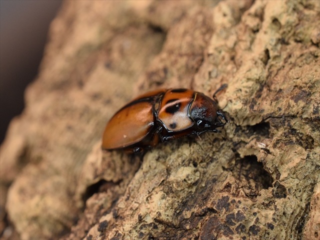 【新成虫】グラディアトールメンガタクワガタ50mmペア