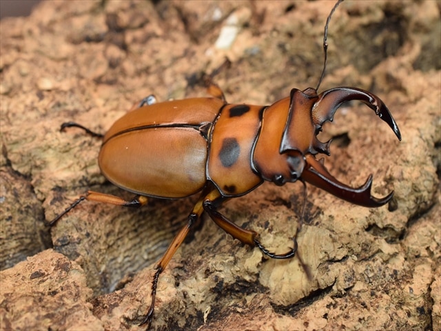 【新成虫】グラディアトールメンガタクワガタ50mmペア
