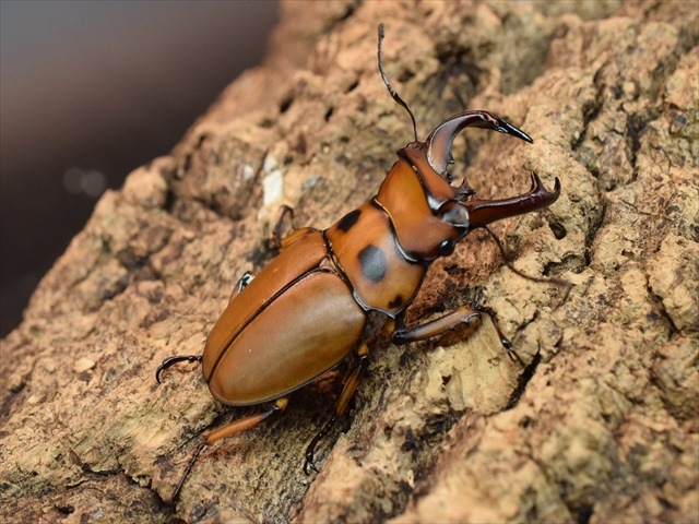 【新成虫】グラディアトールメンガタクワガタ50mmペア