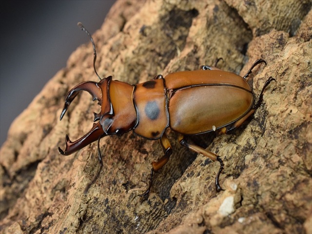 【新成虫】グラディアトールメンガタクワガタ50mmペア