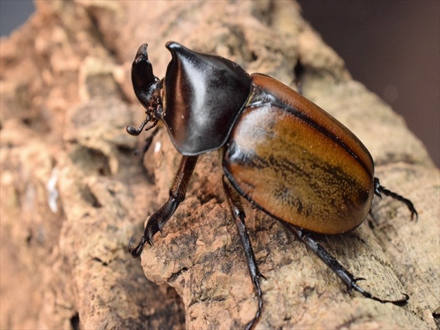 【即ブリ可】フンボルトヒナカブト50ｍｍペア