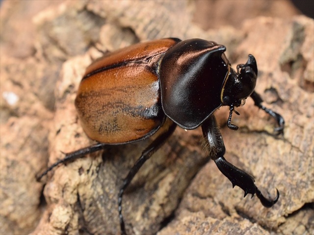 【即ブリ可】フンボルトヒナカブト50ｍｍペア