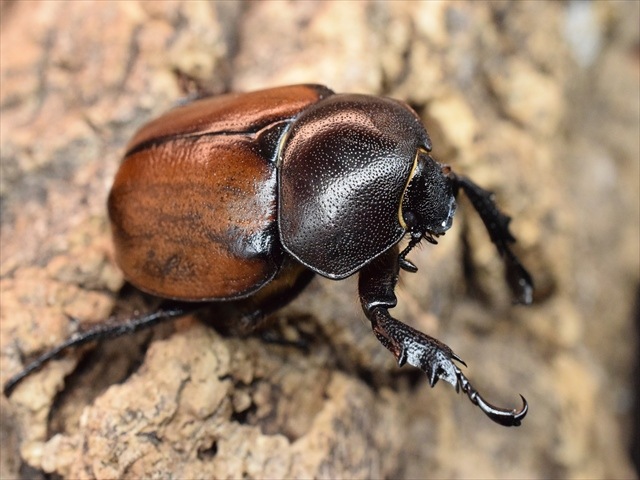 【即ブリ可】フンボルトヒナカブト50ｍｍペア