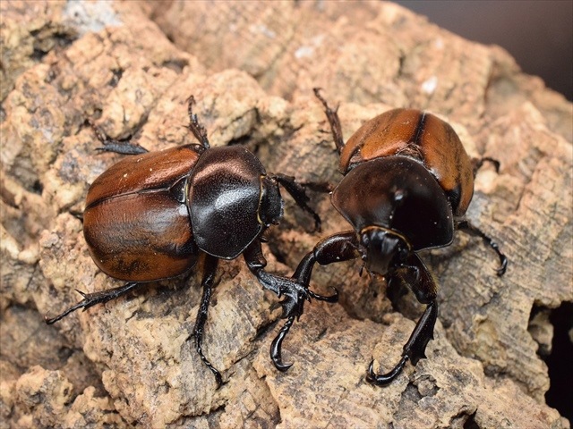 【即ブリ可】フンボルトヒナカブト50ｍｍペア