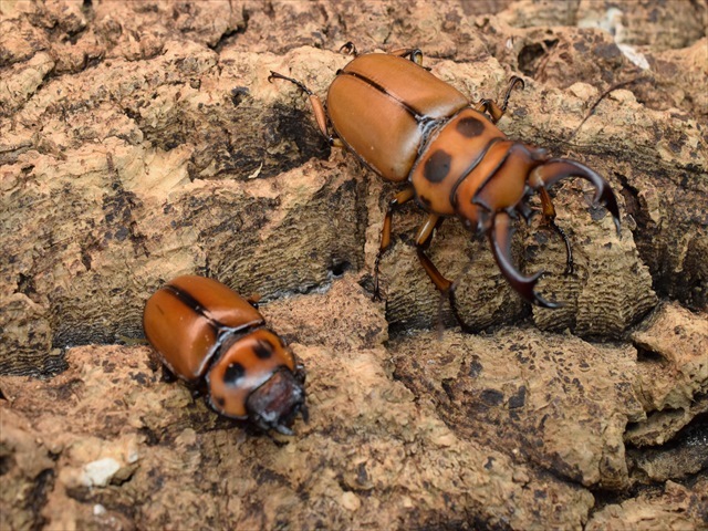【新成虫】グラディアトールメンガタクワガタ50mmペア