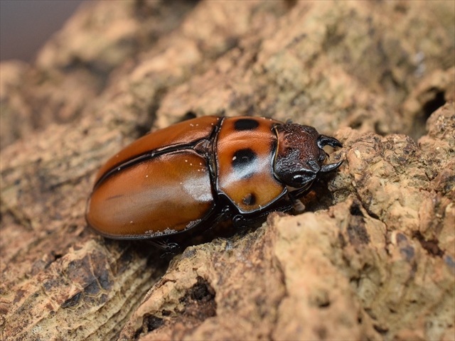 【新成虫】グラディアトールメンガタクワガタ50mmペア