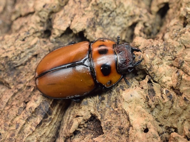 【新成虫】グラディアトールメンガタクワガタ50mmペア