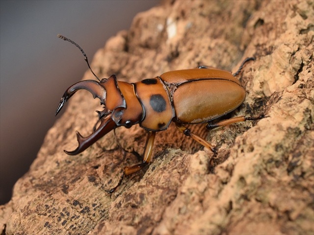 【新成虫】グラディアトールメンガタクワガタ50mmペア