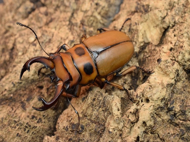 【新成虫】グラディアトールメンガタクワガタ50mmペア