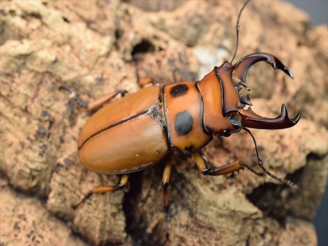 【新成虫】グラディアトールメンガタクワガタ50mmペア