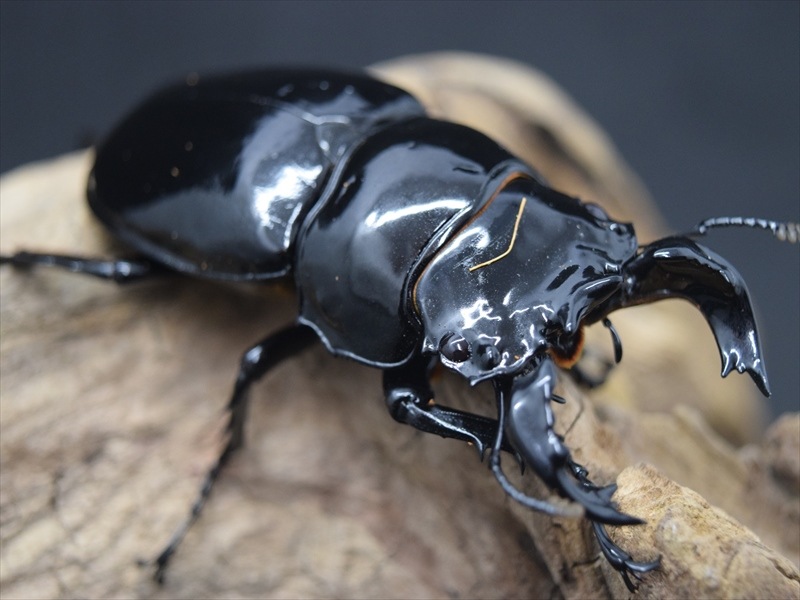 タランドゥス（タランドス）オオツヤクワガタ65mm成虫ペア