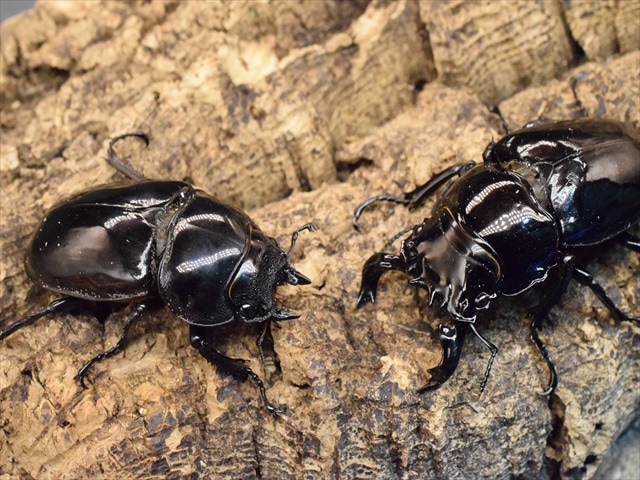 モザイク　雌雄同体　タランドゥス　死虫　標本 モザイク 雌雄同体 タランドゥス 死虫 標本 モザイク 雌雄同体