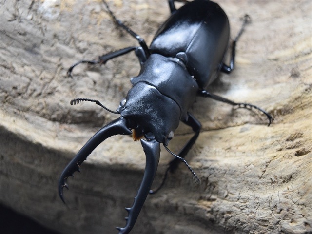 爆産セット】ギラファノコギリクワガタ【ホワイトアイ血統】 | 外国産