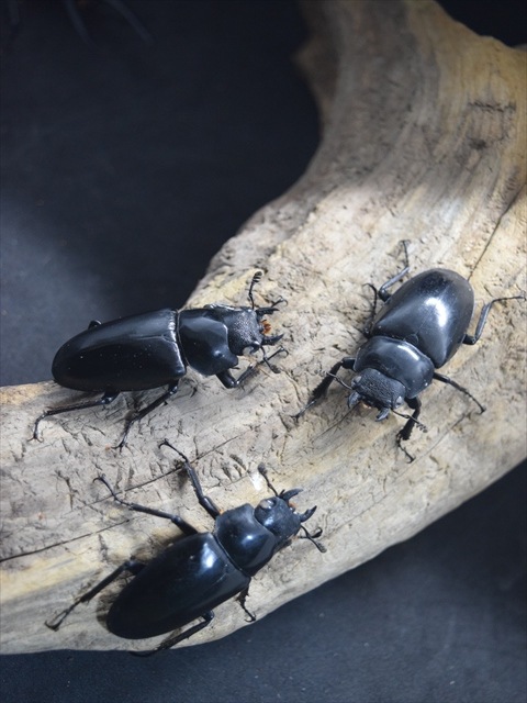 爆産セット】ギラファノコギリクワガタ【ホワイトアイ血統】 | 外国産