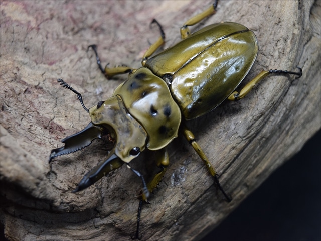 ババオウゴンオニ　新成虫　♂63.6ミリ　 美麗新成虫☆タイ産☆ババオウゴンオニクワガタ♂64ミリ♀45ミリペア