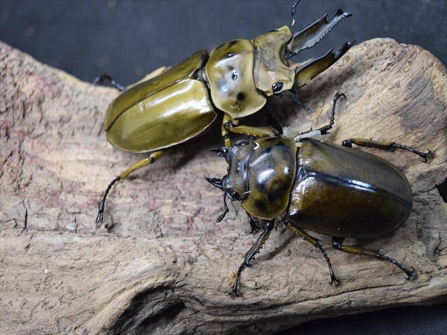 ババオウゴンオニ　新成虫　♂63.6ミリ　 美麗新成虫☆タイ産☆ババオウゴンオニクワガタ♂64ミリ♀45ミリペア