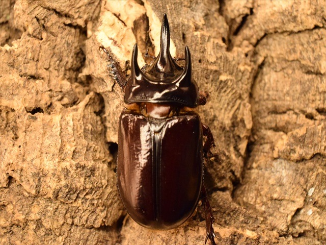 長角ホワイトアイ血統】スリナムミツノカブト成虫44mm産卵安心セット