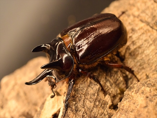 【長角ホワイトアイ血統】スリナムミツノカブト成虫44ｍｍ産卵安心セット