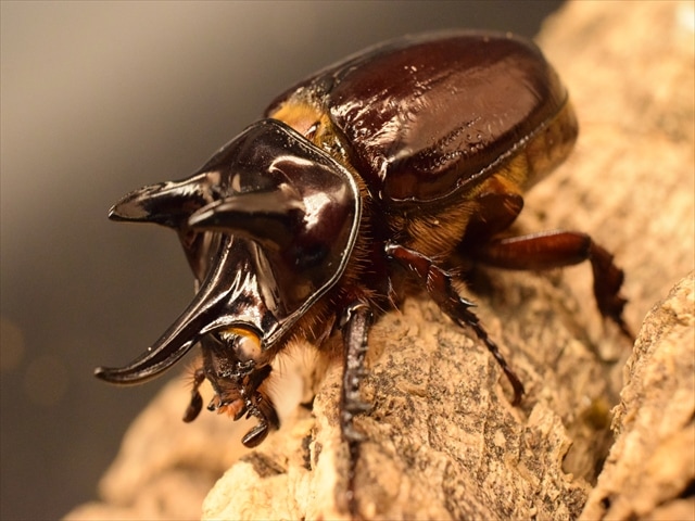 【長角ホワイトアイ血統】スリナムミツノカブト成虫44ｍｍ産卵安心セット