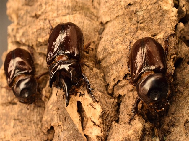 長角ホワイトアイ血統】スリナムミツノカブト成虫44mm産卵安心セット