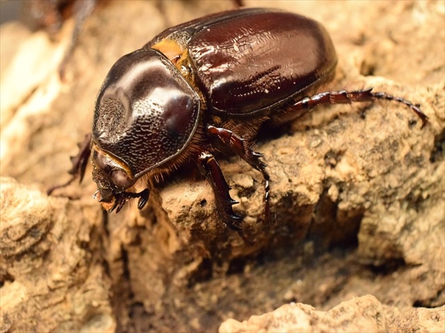 【長角ホワイトアイ血統】スリナムミツノカブト成虫44ｍｍ産卵安心セット