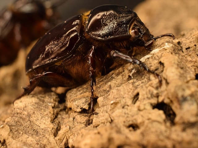 【長角ホワイトアイ血統】スリナムミツノカブト成虫44ｍｍ産卵安心セット