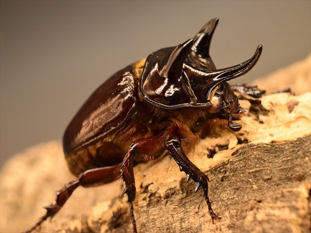 【長角ホワイトアイ血統】スリナムミツノカブト成虫44ｍｍ産卵安心セット