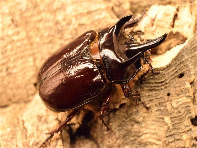 【長角ホワイトアイ血統】スリナムミツノカブト成虫44ｍｍ産卵安心セット