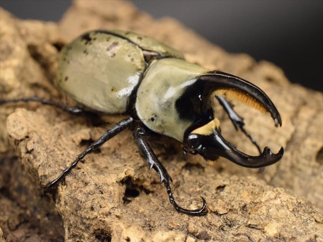 グラントシロカブトムシ　成虫ペア グラントシロカブト成虫ペア