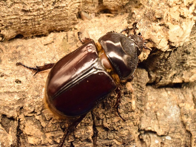 スリナムミツノカブト成虫♀単品
