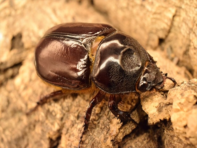 スリナムミツノカブト成虫♀単品
