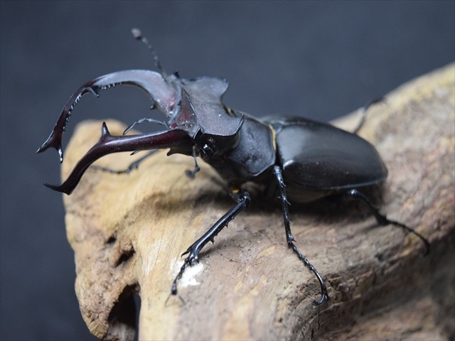 新成虫】ユダイクスミヤマクワガタ86mmペア | 外国産クワガタ 成虫 | 極