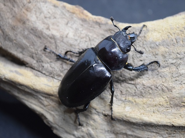 新成虫】ユダイクスミヤマクワガタ86mmペア | 外国産クワガタ 成虫 | 極