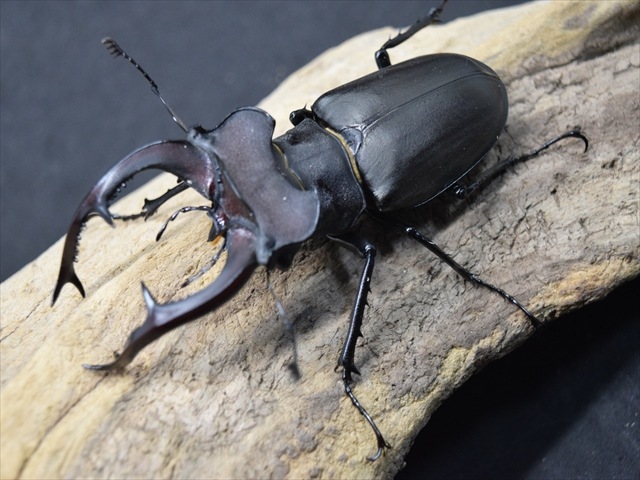 新成虫】ユダイクスミヤマクワガタ86mmペア | 外国産クワガタ 成虫 | 極